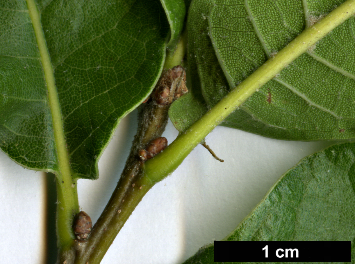 High resolution image: Family: Fagaceae - Genus: Quercus - Taxon: castanea × Q.sapotifolia